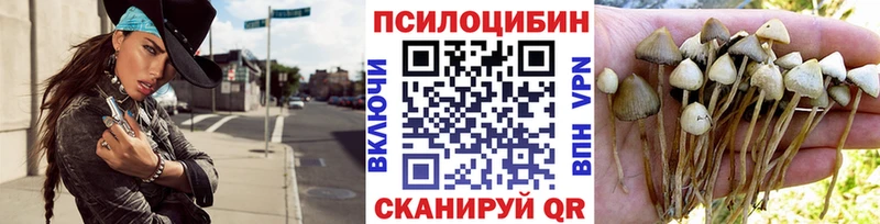 Псилоцибиновые грибы Psilocybine cubensis Брянск